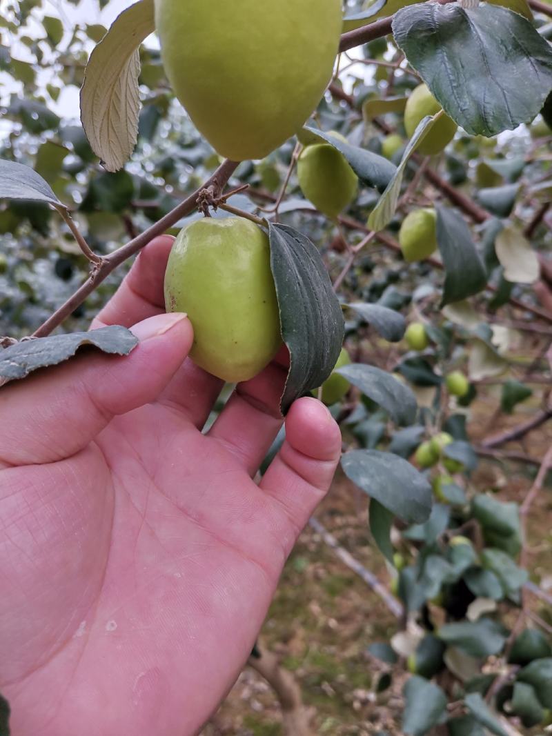 大青枣牛奶枣露天自然成熟