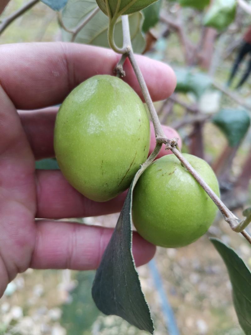 大青枣牛奶枣露天自然成熟