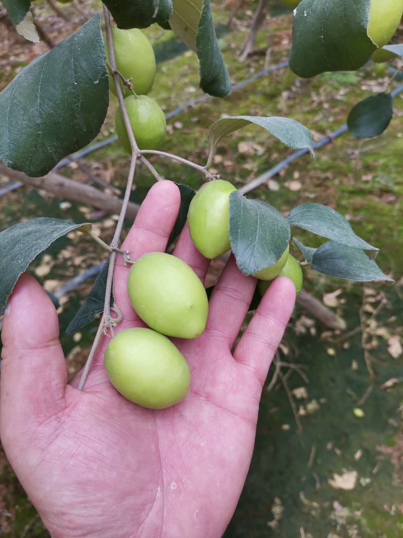 大青枣牛奶枣露天自然成熟