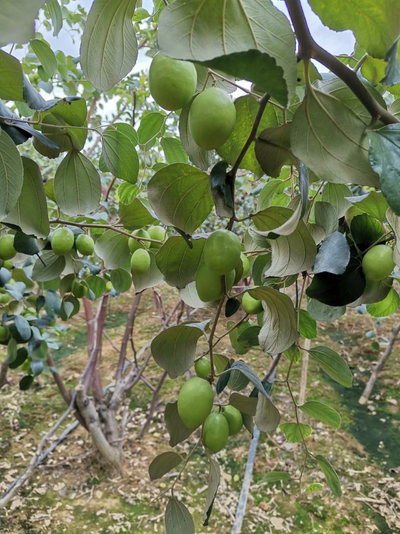 大青枣牛奶枣露天自然成熟