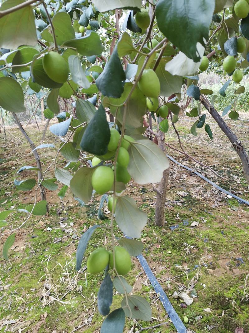 大青枣牛奶枣露天自然成熟