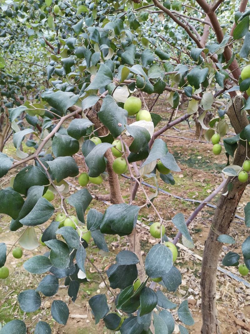 大青枣牛奶枣露天自然成熟