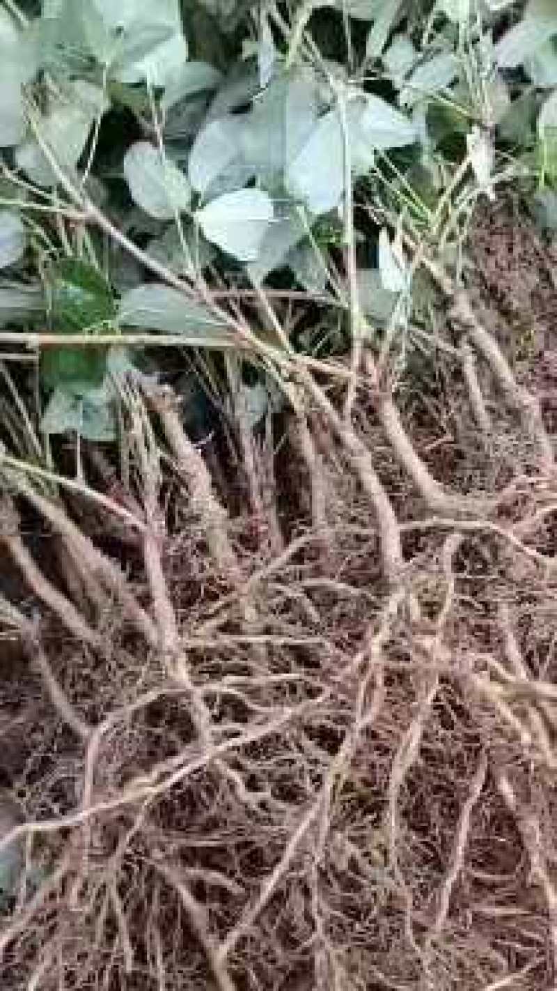 包回收，八月瓜苗子紫果四代苗包存活率，死苗免费补发，