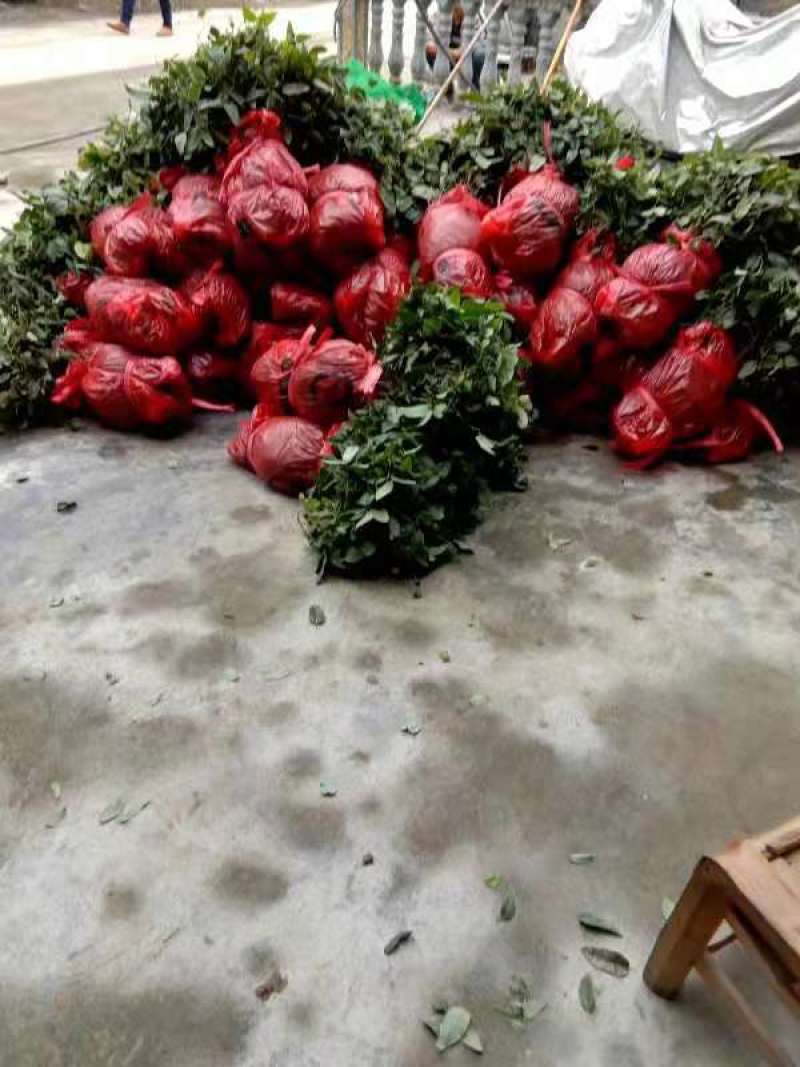 包回收，八月瓜苗子紫果四代苗包存活率，死苗免费补发，
