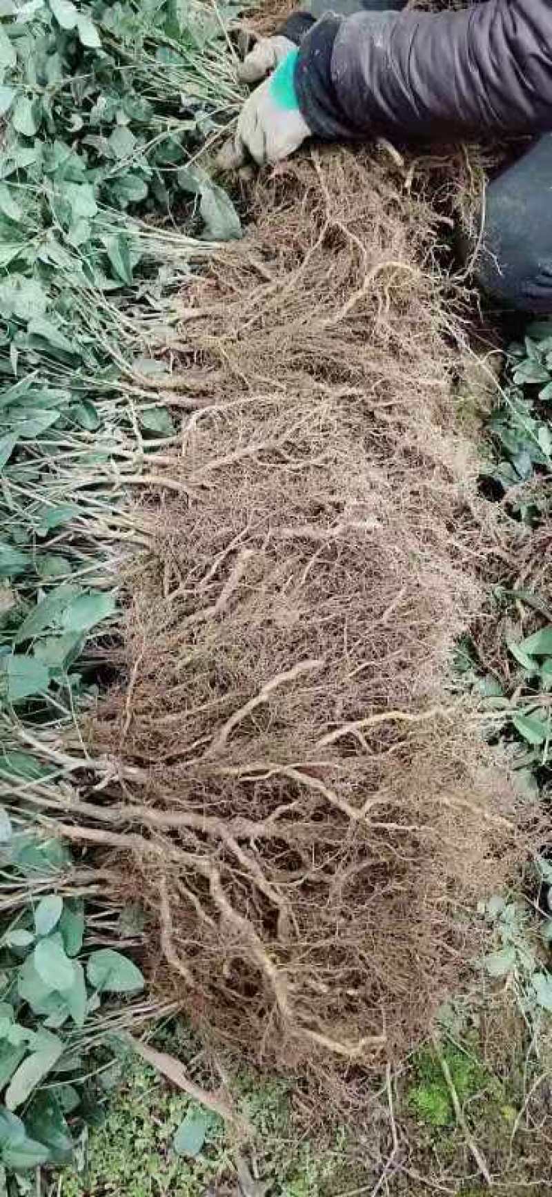 包回收，八月瓜苗子紫果四代苗包存活率，死苗免费补发，