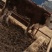 西门塔尔牛活苗肉牛犊活体牛仔活牛小牛西门塔尔肉牛犊