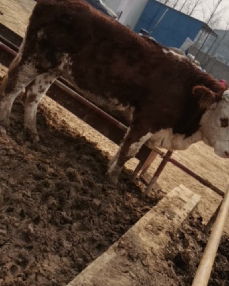 西门塔尔牛活苗肉牛犊活体牛仔活牛小牛西门塔尔肉牛犊