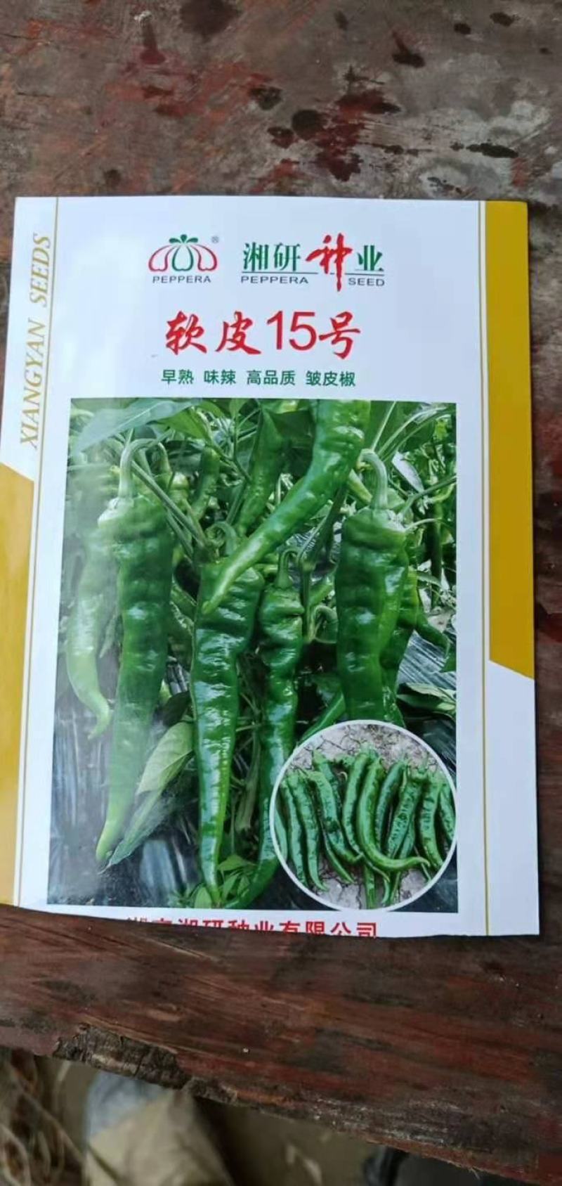 长辣八号绿皮青15号红宝二号