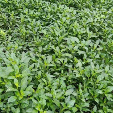 长辣八号绿皮青15号红宝二号