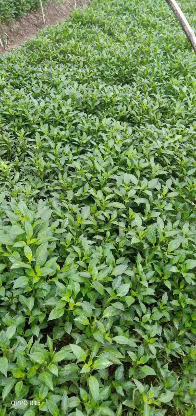 长辣八号绿皮青15号红宝二号