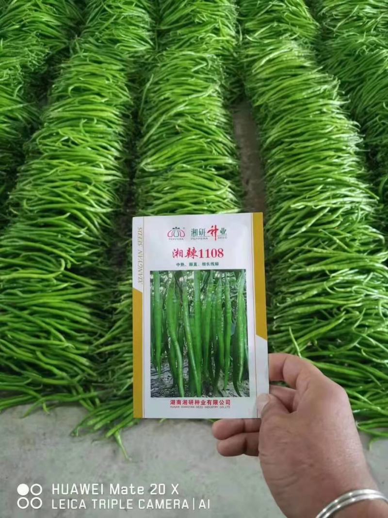 长辣八号绿皮青15号红宝二号