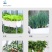 阳台种植必备良友，干净养眼养心还时尚，种植也得要原料环保