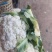 花菜大量供应渠道、小米青梗有机散花、大量供应平台