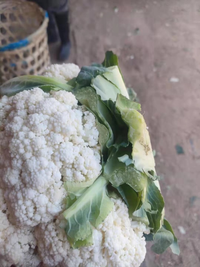 花菜大量供应渠道、小米青梗有机散花、大量供应平台