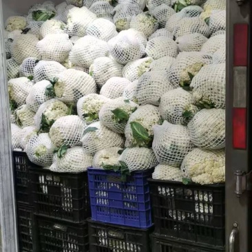 花菜大量供应渠道、小米青梗有机散花、大量供应平台