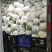 花菜大量供应渠道、小米青梗有机散花、大量供应平台