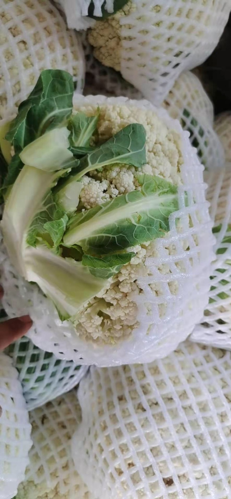 花菜大量供应渠道、小米青梗有机散花、大量供应平台