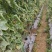 西红柿高架量大从优甜沙
