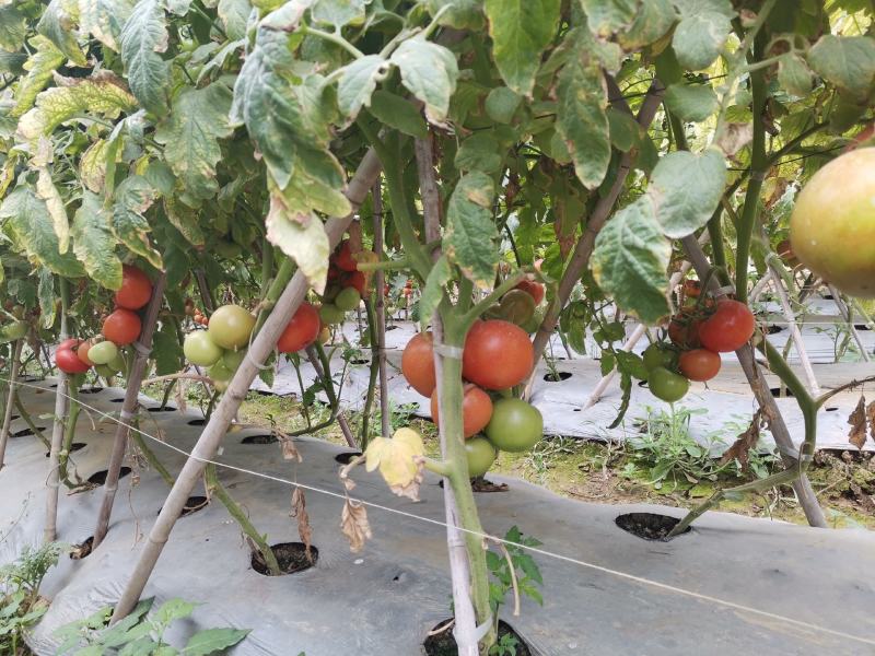 西红柿高架量大从优甜沙