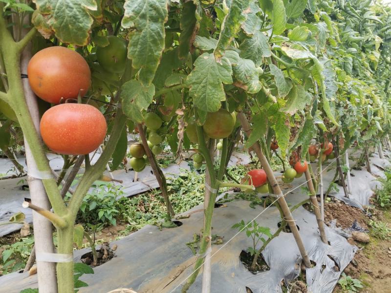 西红柿高架量大从优甜沙