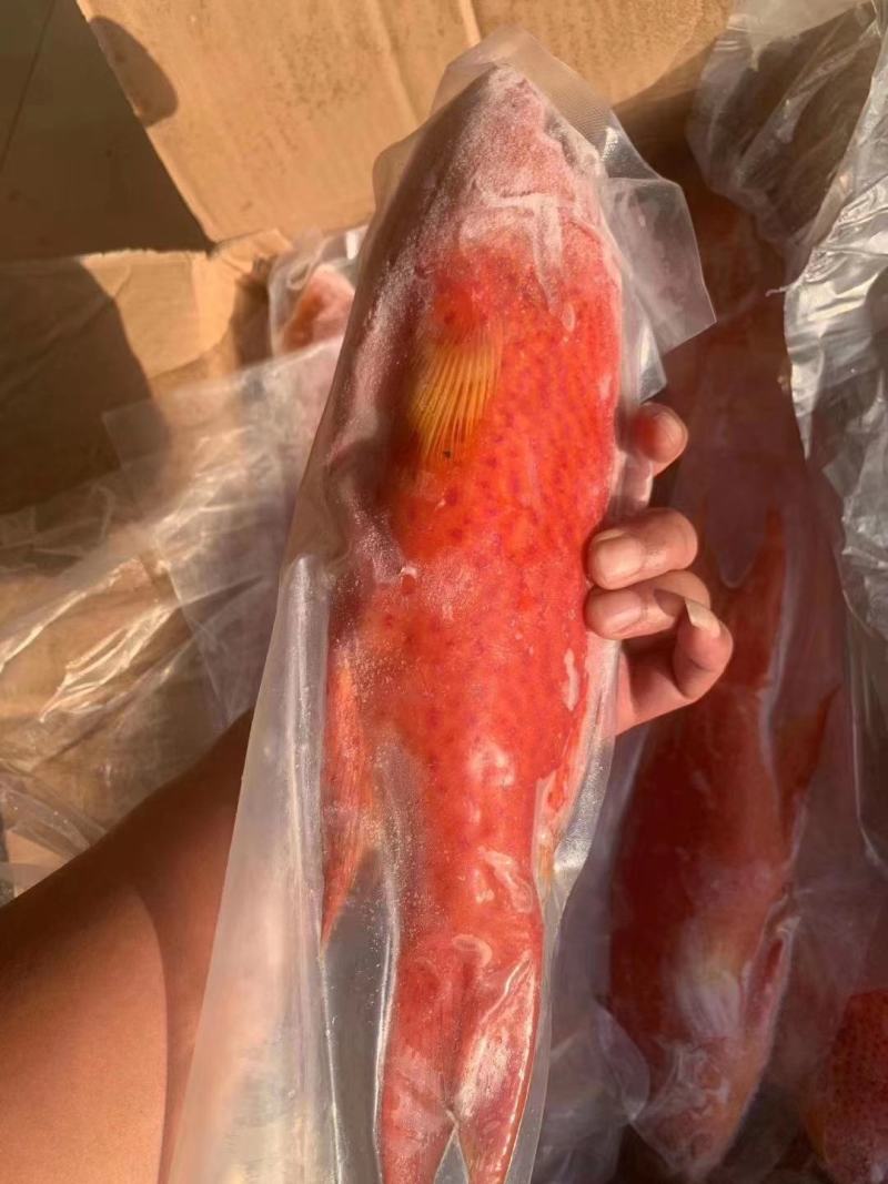 燕尾东星斑全规格，上海现货，大量批发