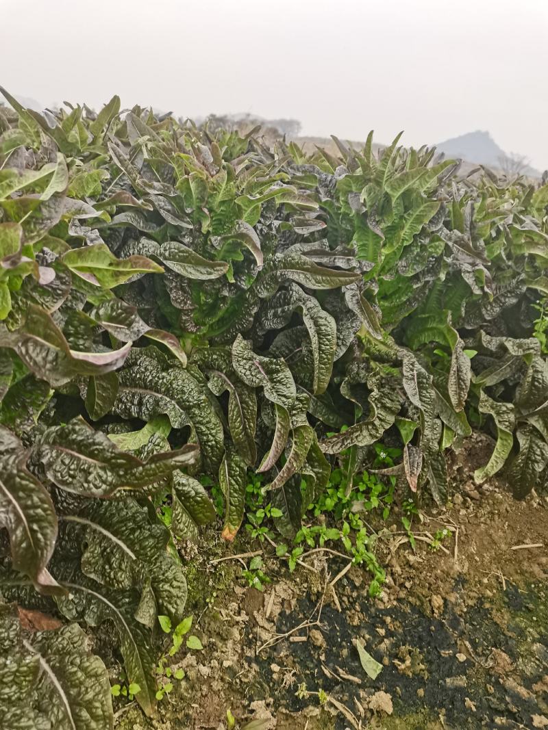 莴笋，红叶香莴笋，价格美丽，一手货源，产地直销货源充足，