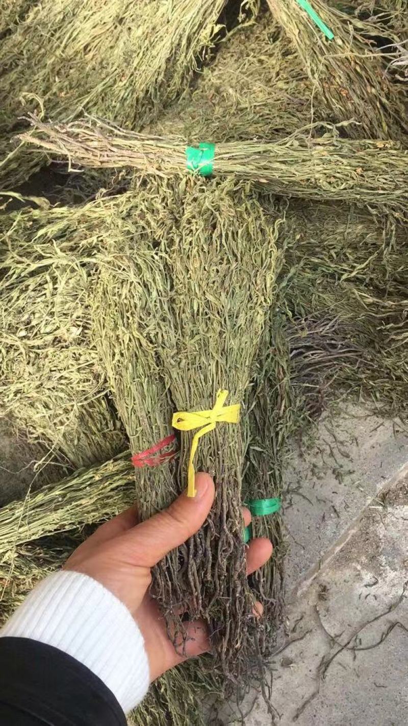 独脚金，一手货源，可大货批发