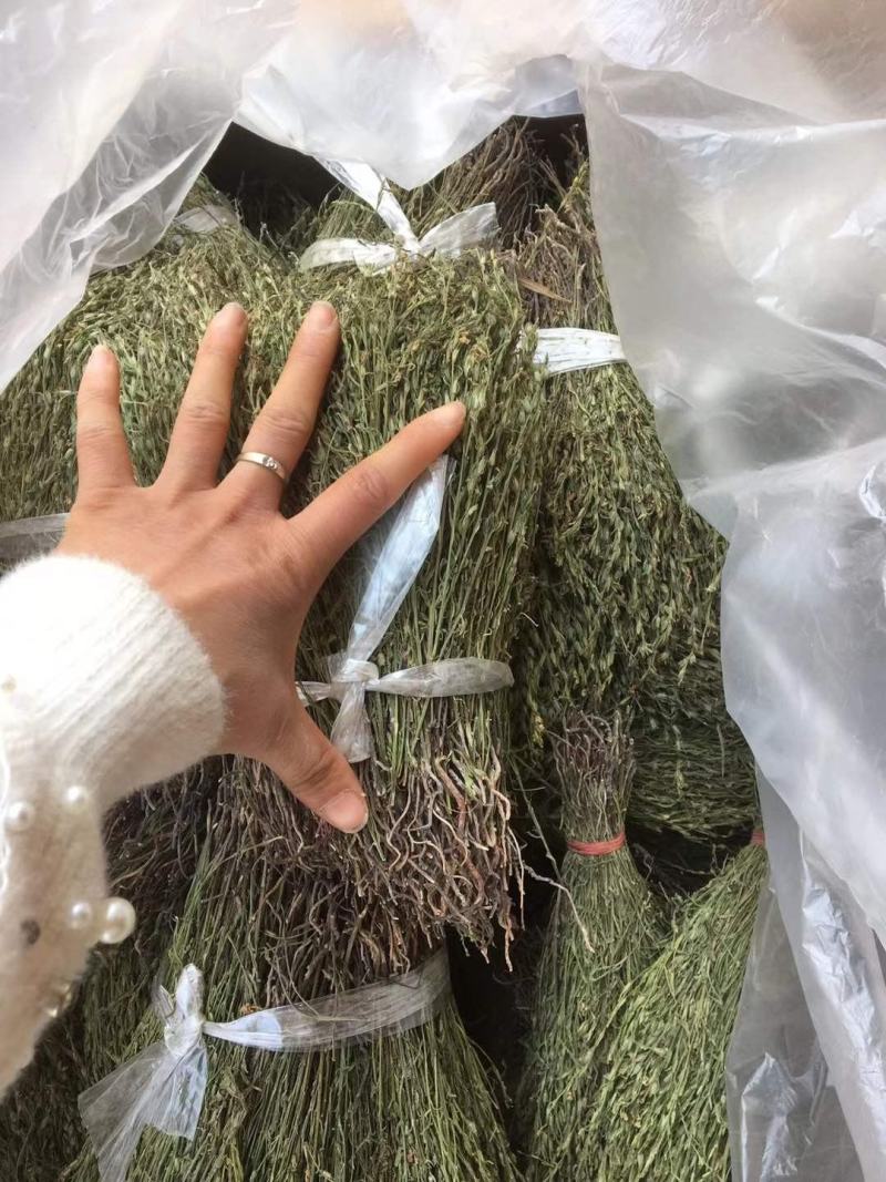 独脚金，一手货源，可大货批发