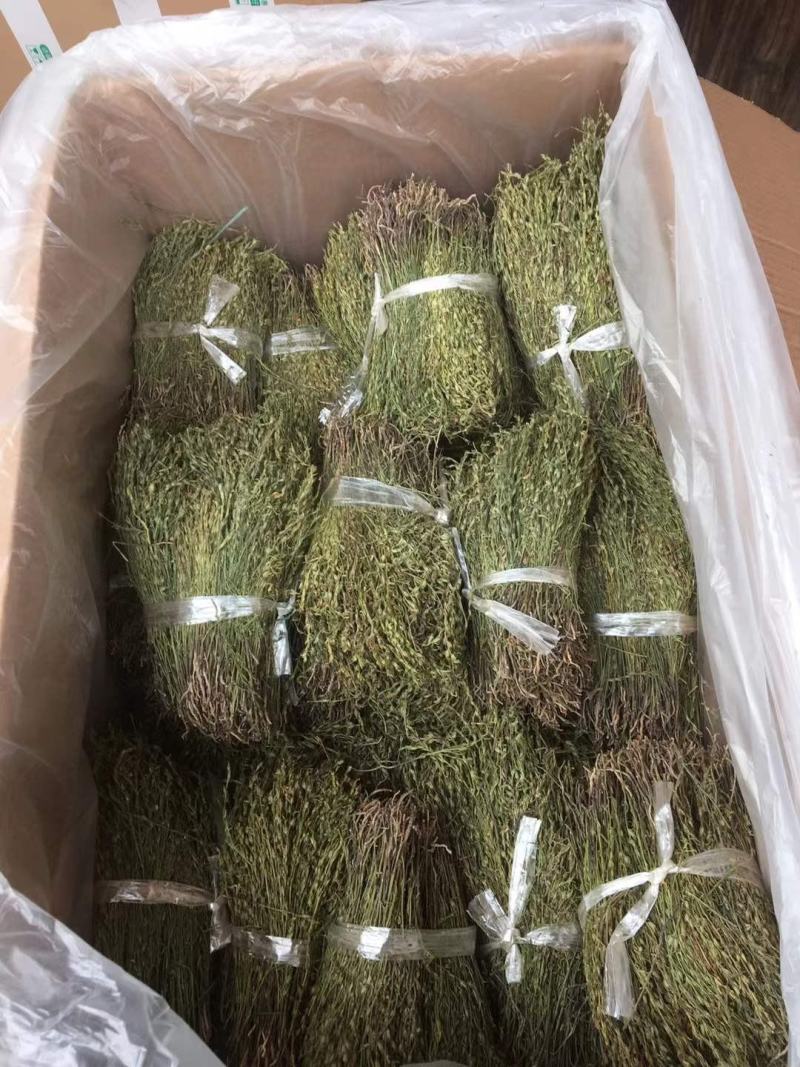独脚金，一手货源，可大货批发