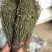 独脚金，一手货源，可大货批发