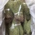 独脚金，一手货源，可大货批发