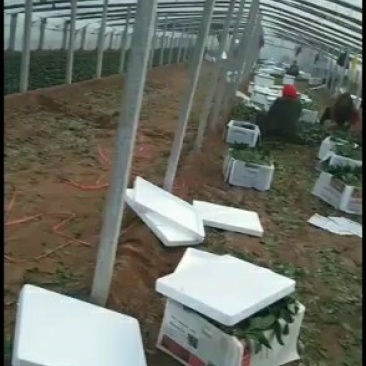 山东惠民优质大棚菠菜继续走货中