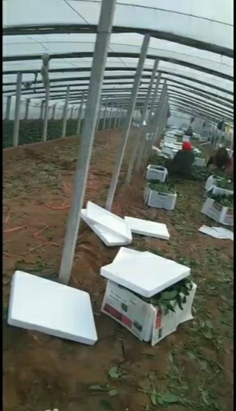 山东惠民优质大棚菠菜继续走货中