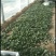 山东惠民优质大棚菠菜继续走货中