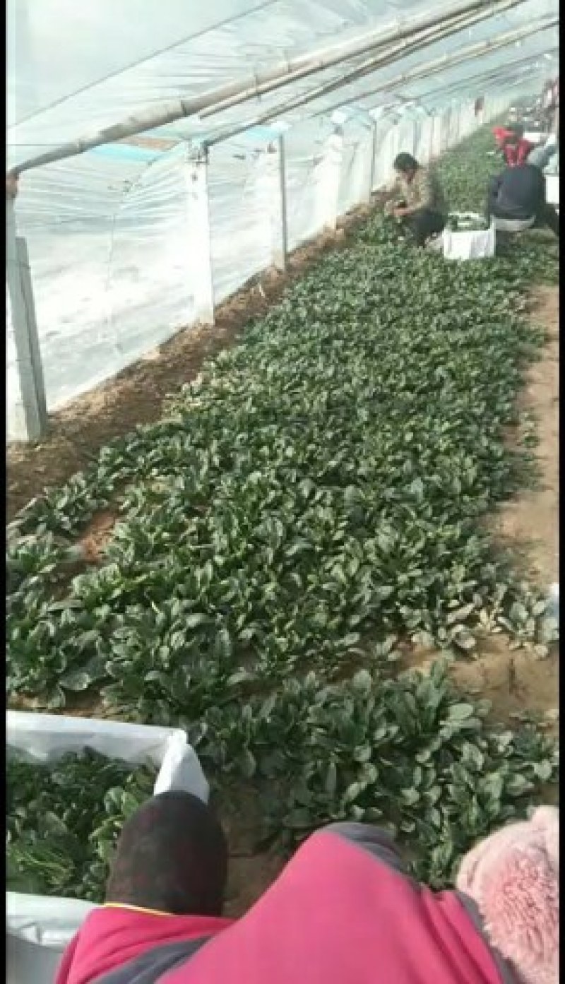 山东惠民优质大棚菠菜继续走货中