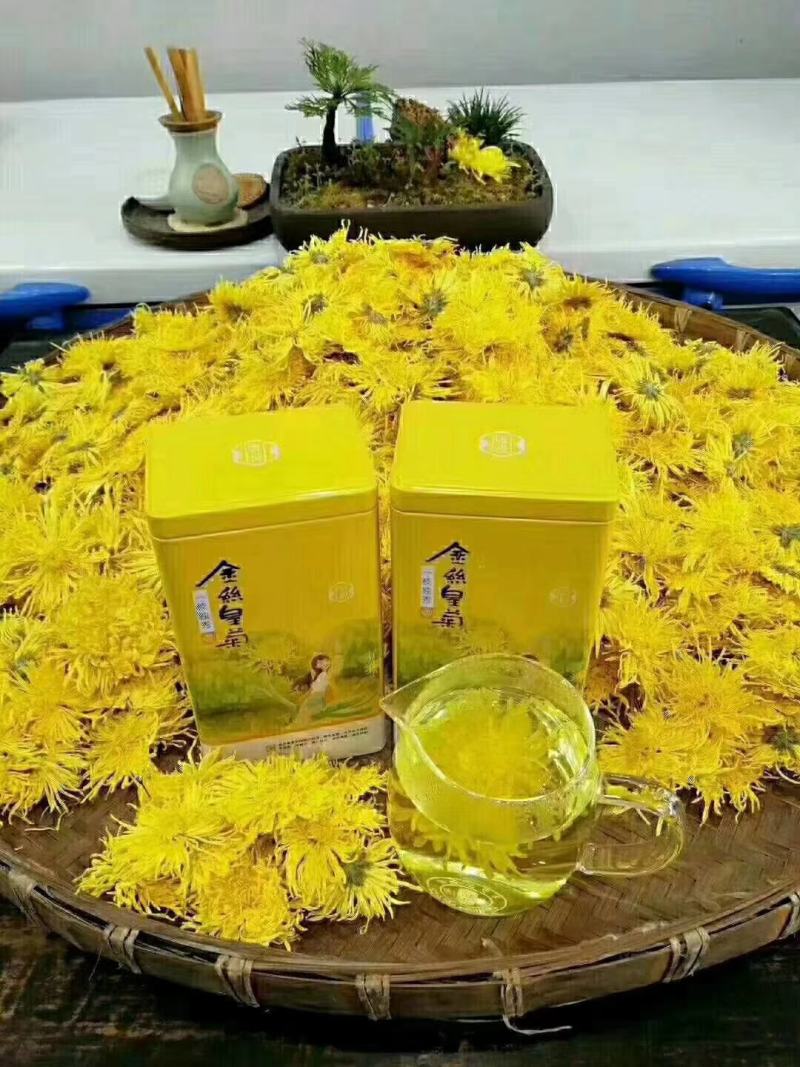 菊花种苗、金丝黄菊、婺源黄菊、药菊、杭白菊、等等