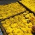 菊花种苗、金丝黄菊、婺源黄菊、药菊、杭白菊、等等