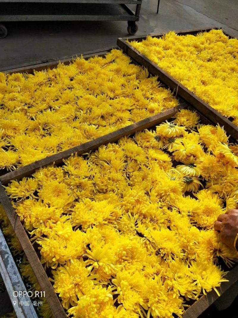 菊花种苗、金丝黄菊、婺源黄菊、药菊、杭白菊、等等