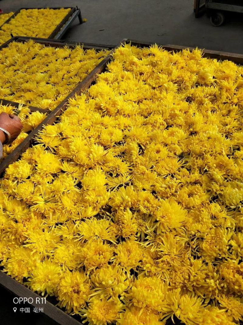 菊花种苗、金丝黄菊、婺源黄菊、药菊、杭白菊、等等