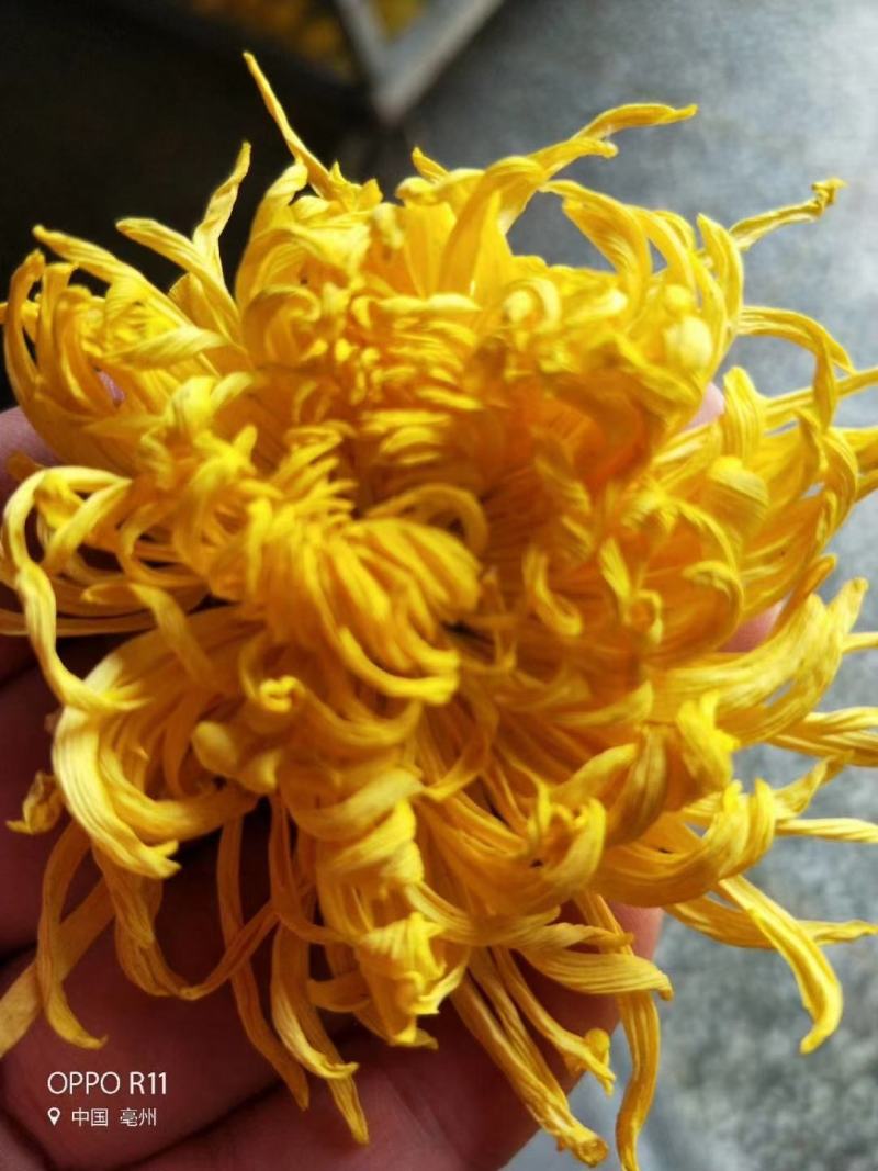菊花种苗、金丝黄菊、婺源黄菊、药菊、杭白菊、等等