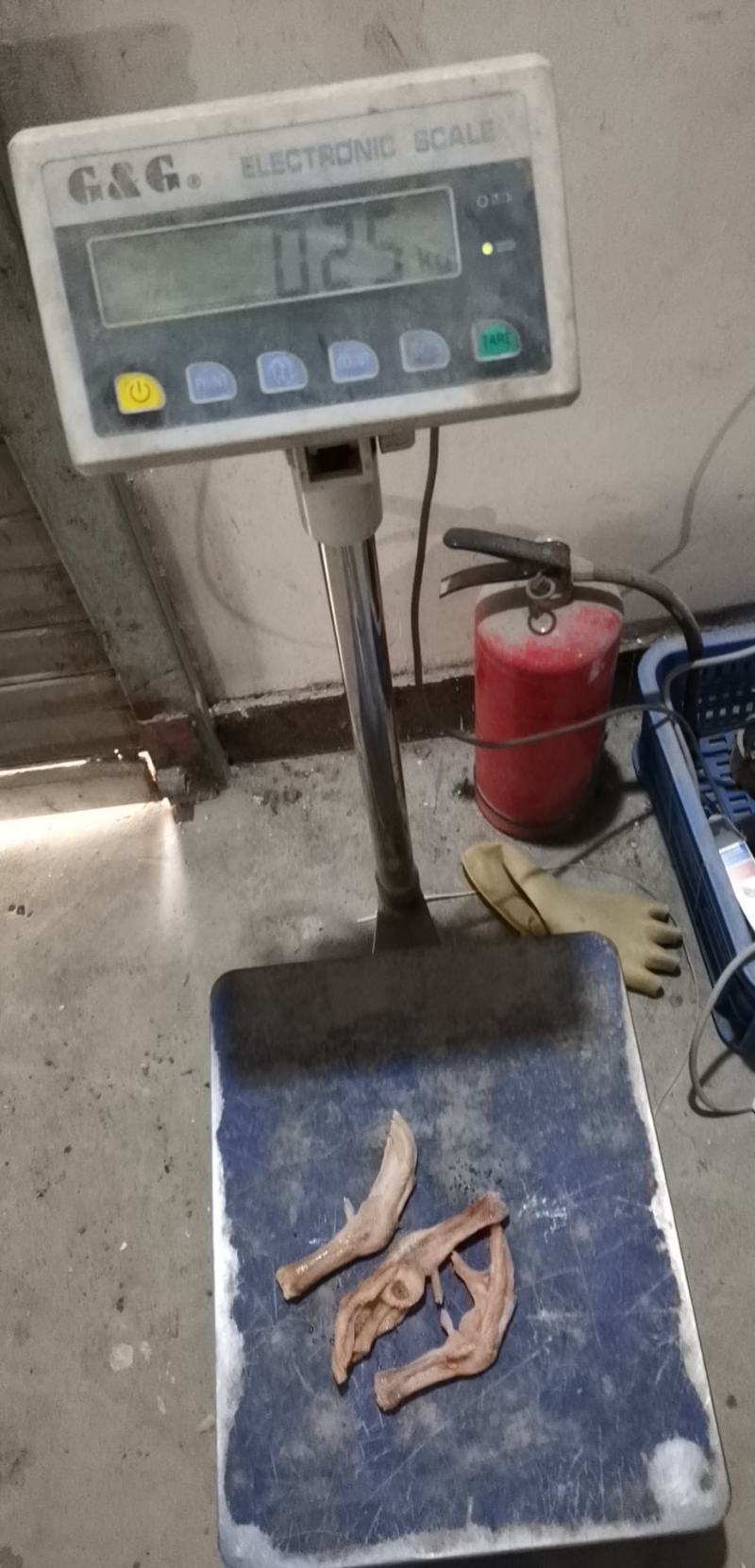 一斤6~7个大鹅掌肥身肉厚没破皮质量保证
