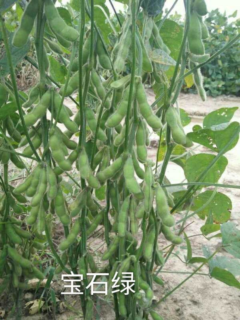 鲜食毛豆/大豆种子，翠绿中国，宝石绿毛豆种子