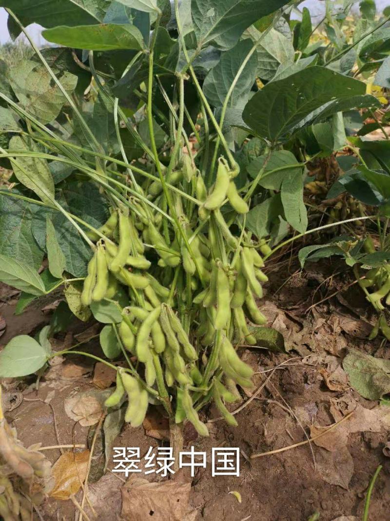 鲜食毛豆/大豆种子，翠绿中国，宝石绿毛豆种子