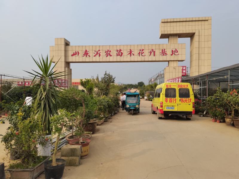 砂糖橘苗沙糖桔苗嫁接桔子苗品种纯正