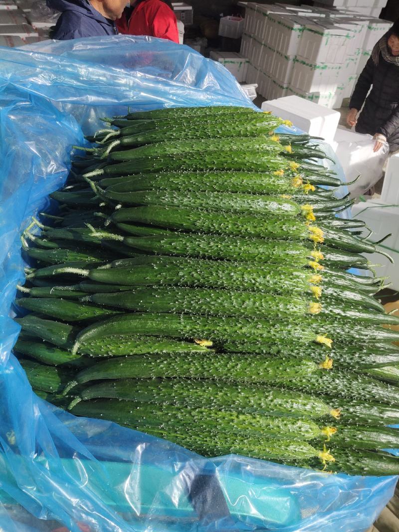 山东省临沂精品密刺黄瓜现货，一手货源，当天采摘当天卖