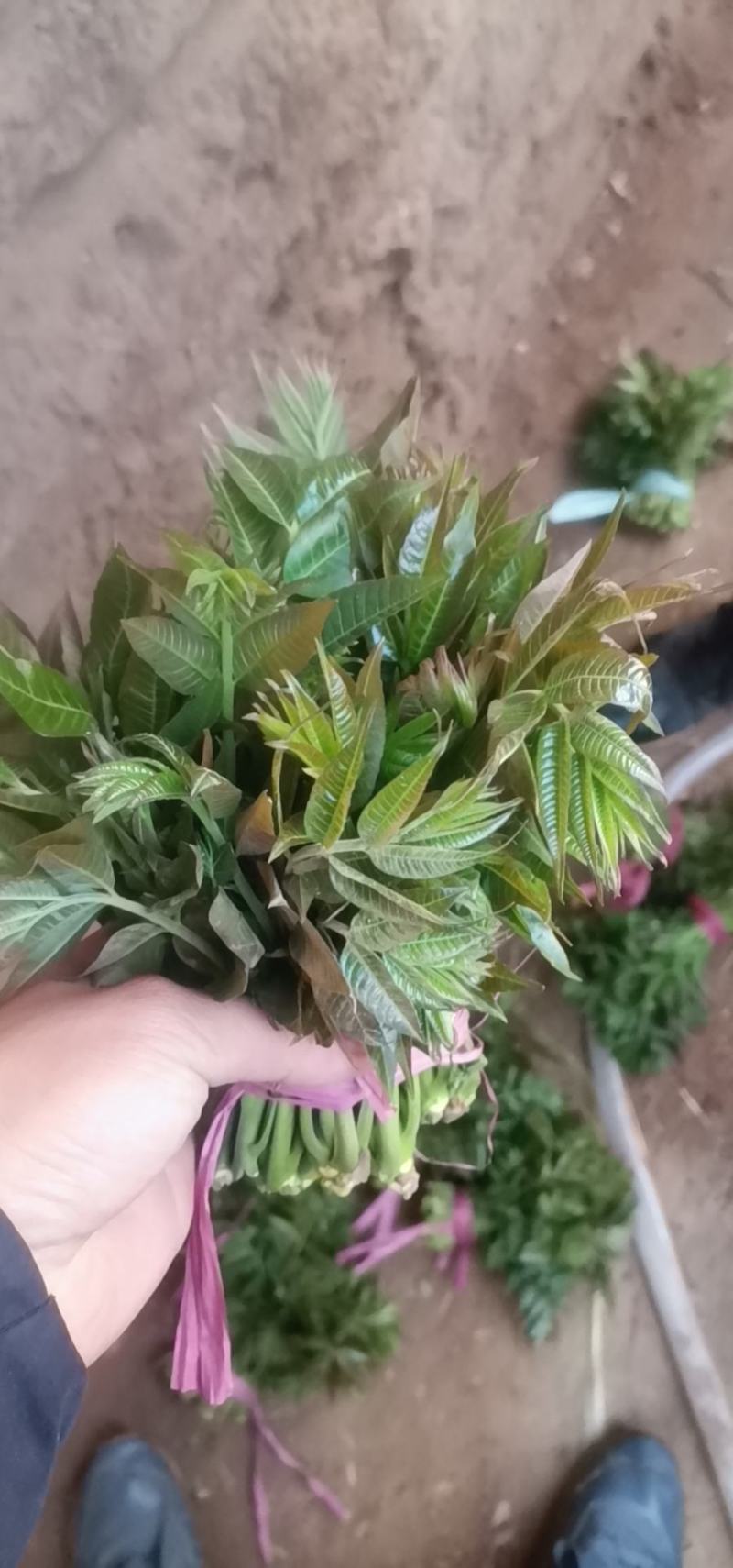 华阴正宗红油大棚香椿芽