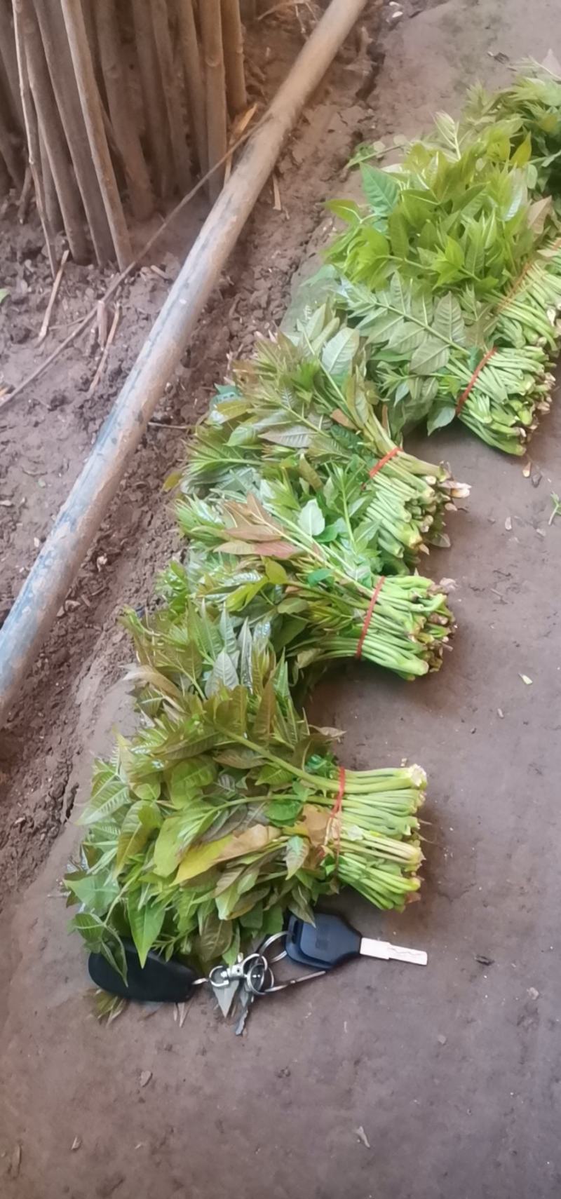 华阴正宗红油大棚香椿芽