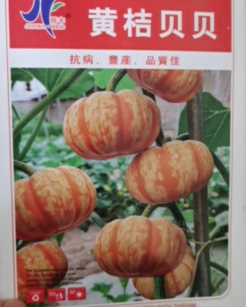 黄纹贝贝瓜种子春秋两季种植高产基地种植翠桔