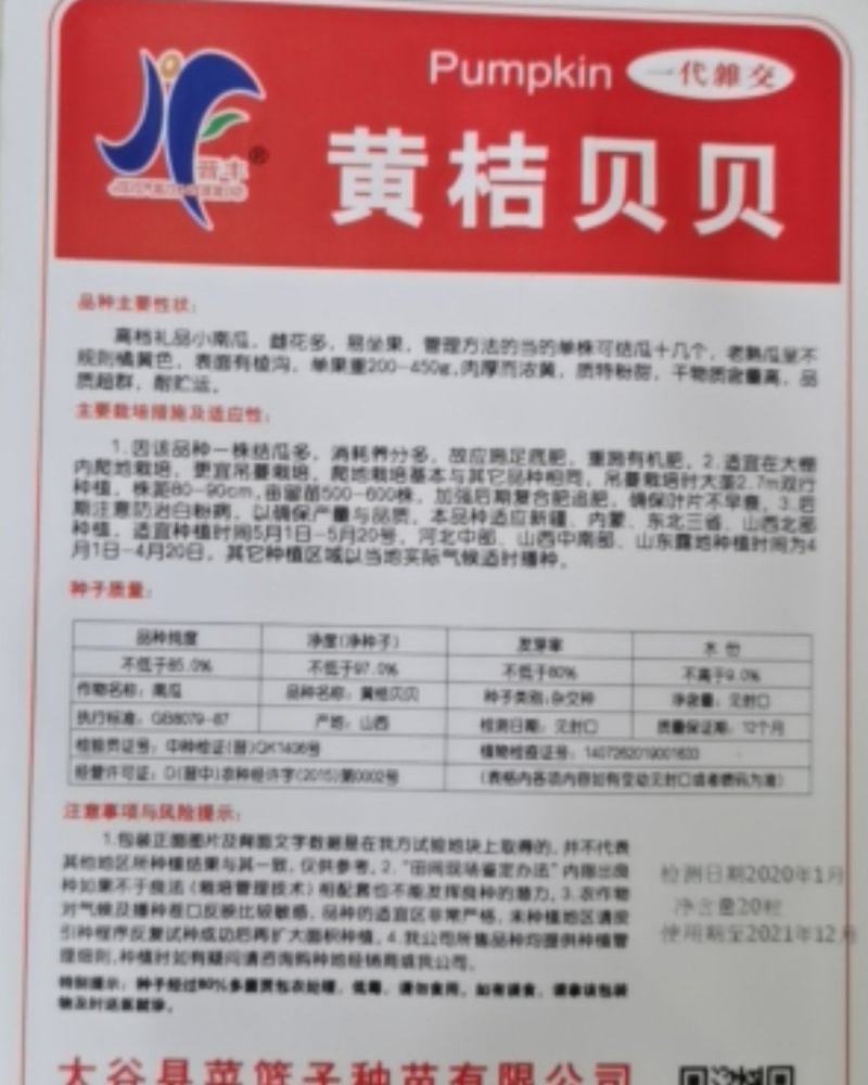 黄纹贝贝瓜种子春秋两季种植高产基地种植翠桔