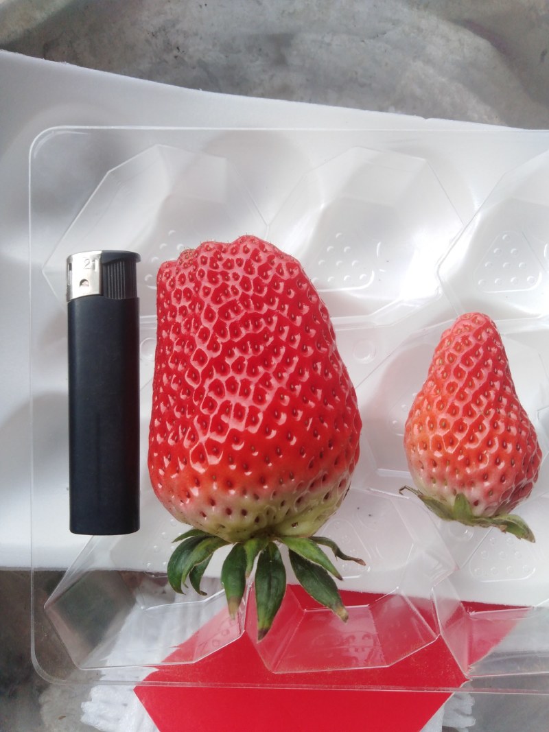 个头大，果均匀，甜度高，山东莱阳甜宝草莓
